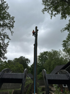 An arborist from Dusang Tree Service climbing a tall tree for removal or trimming in Greenfield, IN.