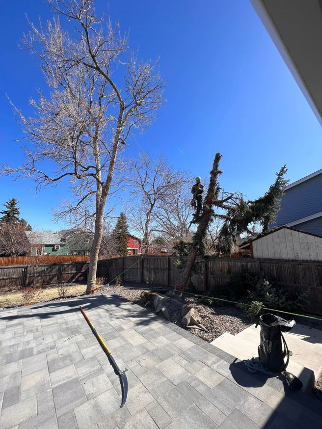An arborist climbing a tree for removal or trimming by Ice Tree Service LLC in Westminster, CO.