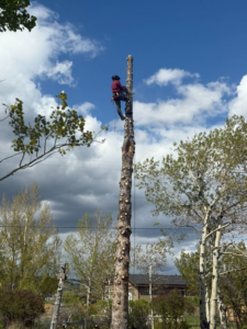 An arborist safely climbing a tall tree trunk during a tree removal service by Old Pro Tree Management in Great Falls, MT.