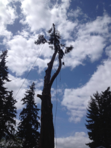 An arborist from TreeWise LLC safely climbing a tall tree for removal or pruning services in Vancouver, WA.