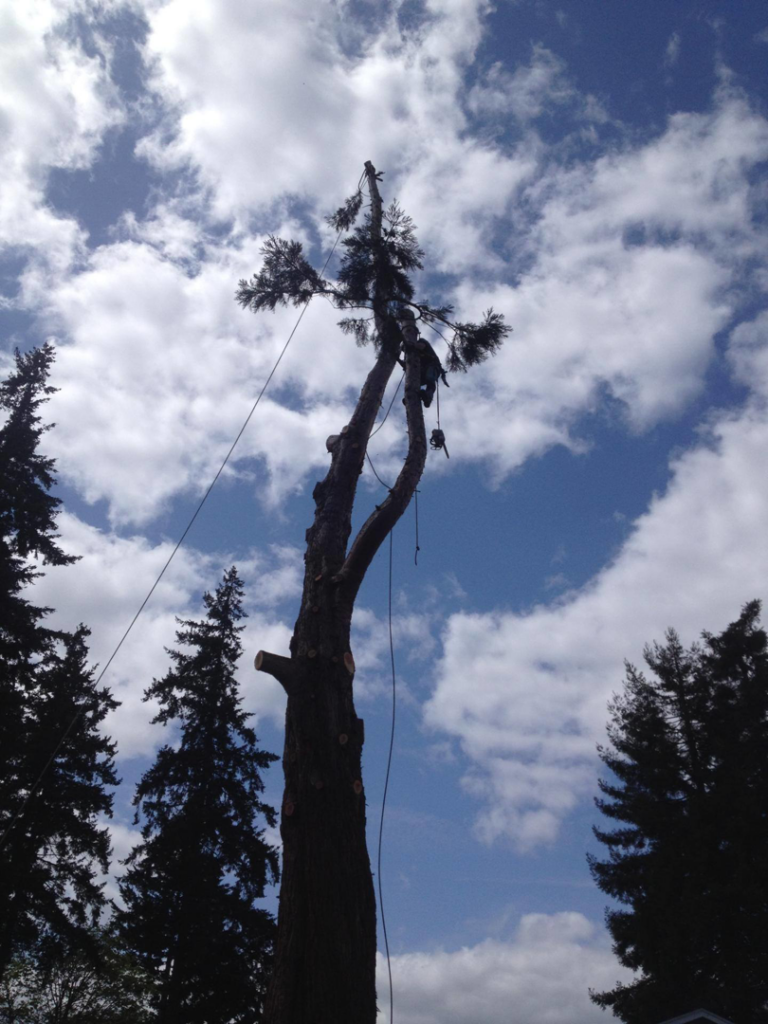 An arborist from TreeWise LLC safely climbing a tall tree for removal or pruning services in Vancouver, WA.