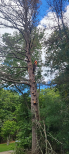 An arborist climbing a tall tree, performing tree removal services for Randy Walker's Arborist Page in Cumberland Hill, RI.