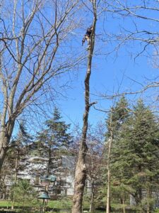 An arborist safely climbing a tall, bare tree for removal or trimming by SKV Tree Service in Morris, IL.