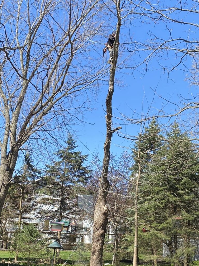 An arborist safely climbing a tall, bare tree for removal or trimming by SKV Tree Service in Morris, IL.