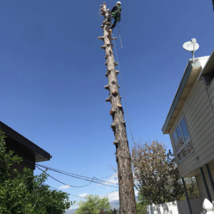 An arborist climbing a tall tree for removal services by Unique Tree Service in West Jordan, UT.