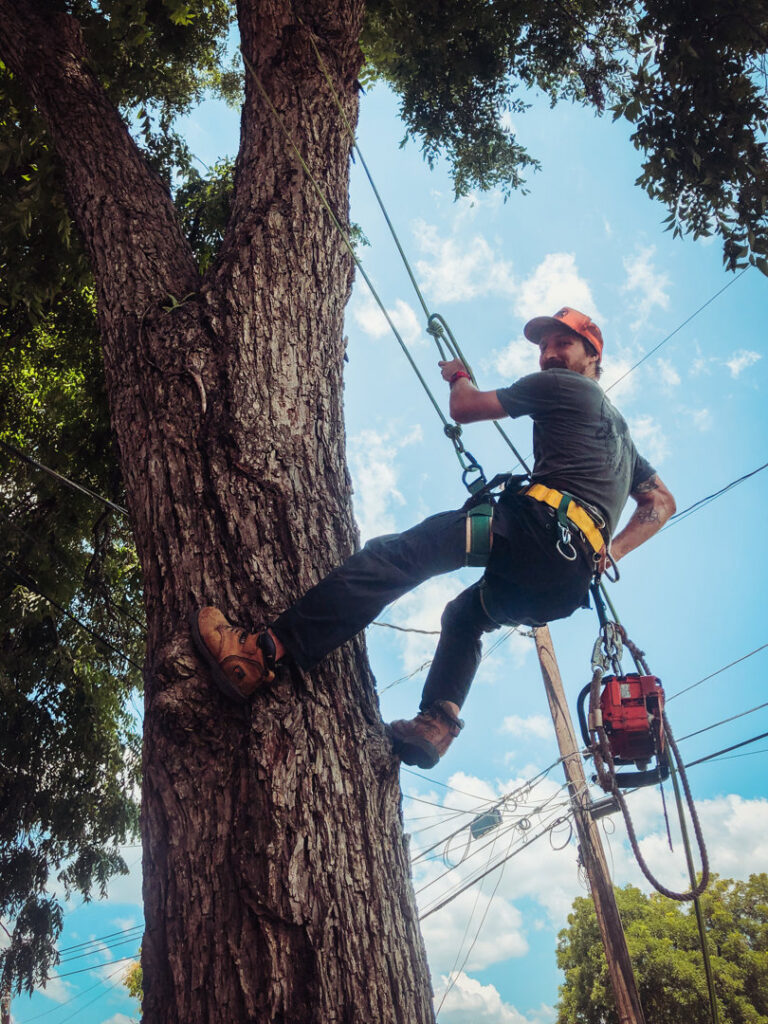 An arborist ascending a tree using ropes and harness, carrying a chainsaw for tree work in Austin, TX by Ozark of Austin.