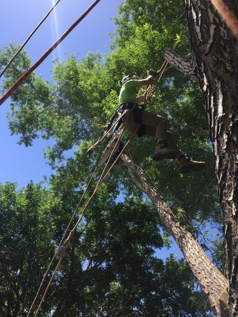 An arborist from Tree Artisans climbing a tall tree using ropes and a harness in Colorado Springs, CO.