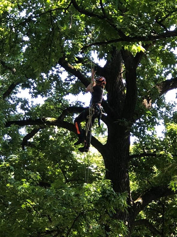 An arborist safely climbing a large tree using ropes and harness for Tree Warriors, LLC in Des Moines, IA.