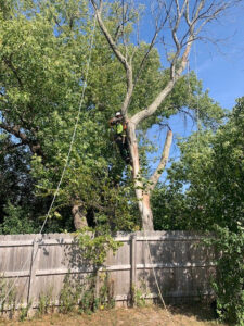 An arborist climbing a tree with ropes and harness for tree removal services in Rochester, MN