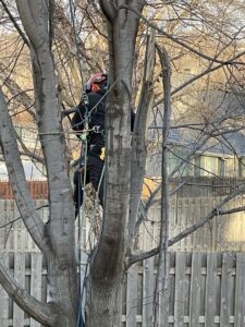 An arborist safely climbing a tree with a harness and protective gear for Arbor Aesthetics Tree Service in Omaha, NE.
