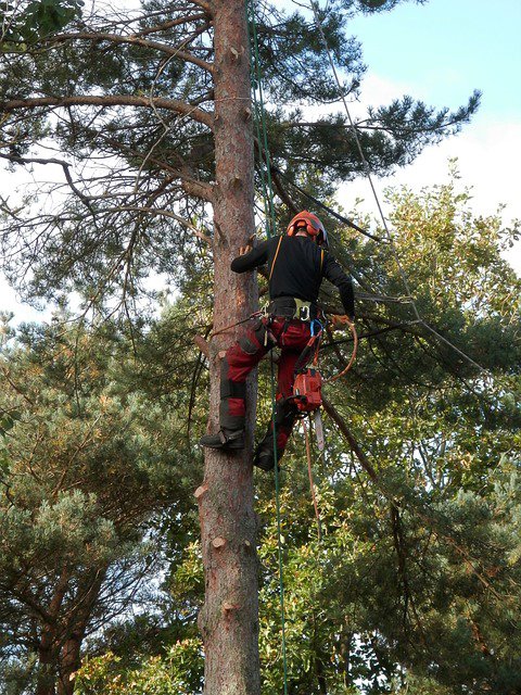 An arborist in full safety gear climbing a tall tree for Little Rock Tree Service Pros in Little Rock, AR.