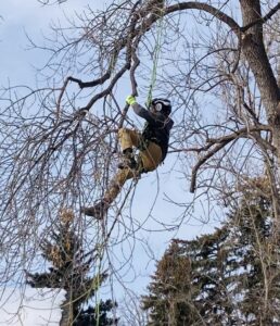 A close-up of an arborist climbing a tree with safety gear for Northern Colorado Tree Service in Fort Collins, CO.