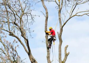An arborist climbing a tall tree with a safety harness and ropes, performing tree care for Mobile Tree Removal Services in Mobile, AL.