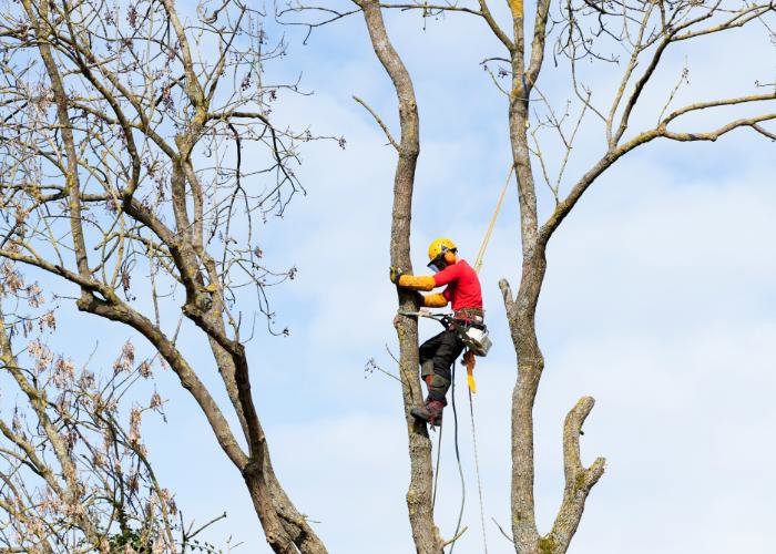 An arborist climbing a tall tree with a safety harness and ropes, performing tree care for Mobile Tree Removal Services in Mobile, AL.