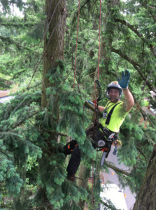 An arborist in safety gear climbing a tree, ready for work, for Samsara Tree Care in Portland, OR.