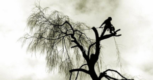 A silhouette of an arborist climbing a tree, performing tree service work for Mont Tree Service & landscape in San Diego, CA.