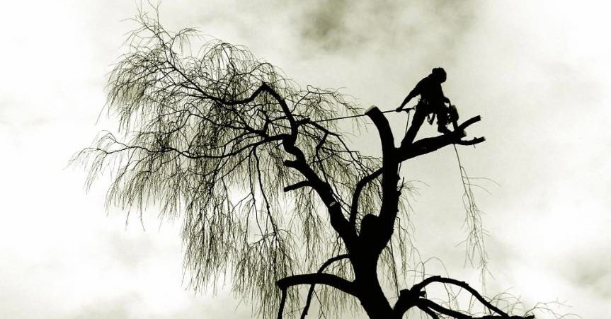 A silhouette of an arborist climbing a tree, performing tree service work for Mont Tree Service & landscape in San Diego, CA.