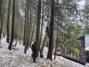 An arborist climbing a tall tree in a snowy forest, with a ground worker assisting for D&R Tree Service in Lewiston, ID.