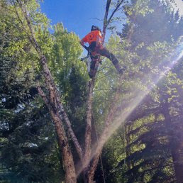 An arborist climbing a tall tree with ropes and safety gear for Tapson's Tree Service in Boise, ID.