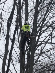 An arborist climbing a tree with safety gear and a chainsaw, wearing a Teacher's Tree Service hoodie in South Burlington, VT.