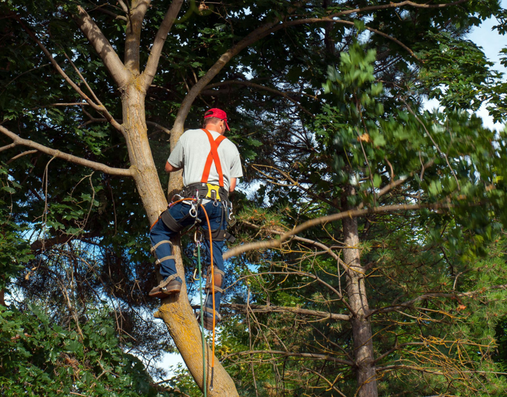 An arborist climbing a tall tree with safety gear for tree care services by Treeco Tree Care in Kenner, LA.