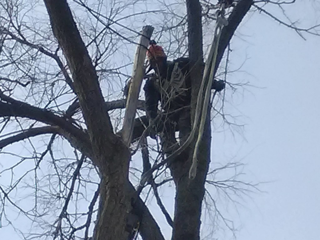 An arborist safely climbing a tree for trimming services by A Lifetime Of Quality Tree Care & Landscaping in Thornton, CO.