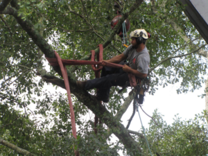 An arborist from All American Tree Pro safely climbing and trimming a tree in Tallahassee, FL.
