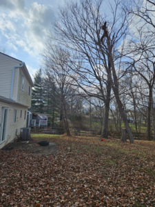 An arborist climbing a tall tree to perform trimming services for Arbor barber tree service in Lakeville, MN.