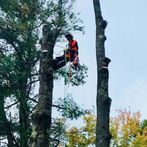 An arborist in climbing gear high in a tree, performing tree trimming services for Arborist Matt Cole in Brewer, ME.