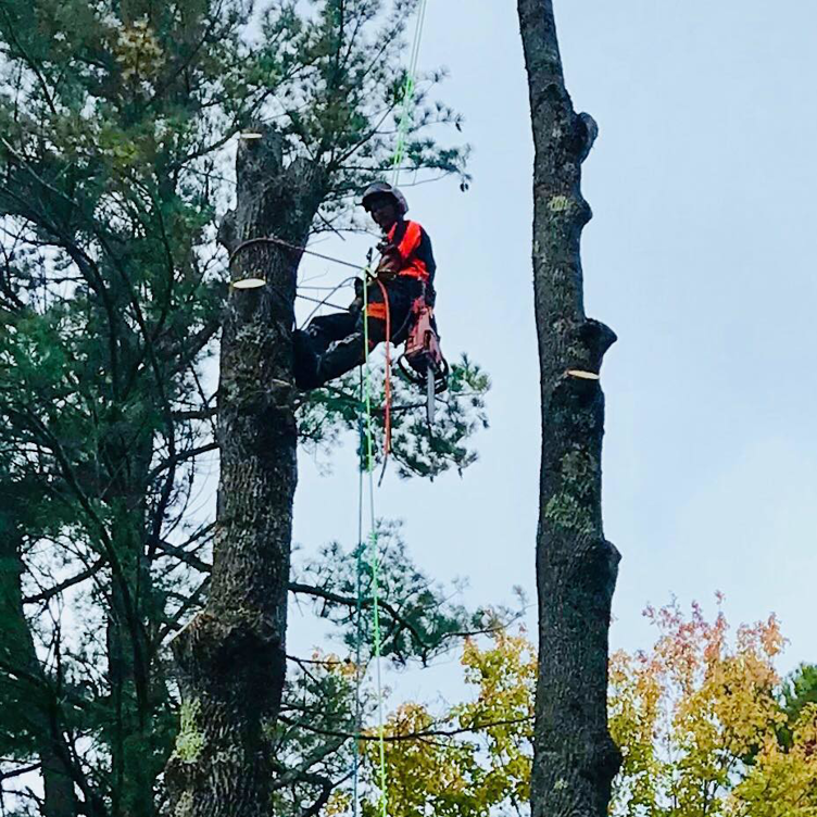 An arborist in climbing gear high in a tree, performing tree trimming services for Arborist Matt Cole in Brewer, ME.
