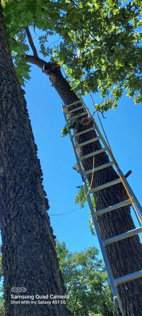 An arborist climbing a tall tree with a ladder and ropes to trim branches for Aboriginal Arborists llc in Des Moines, IA.