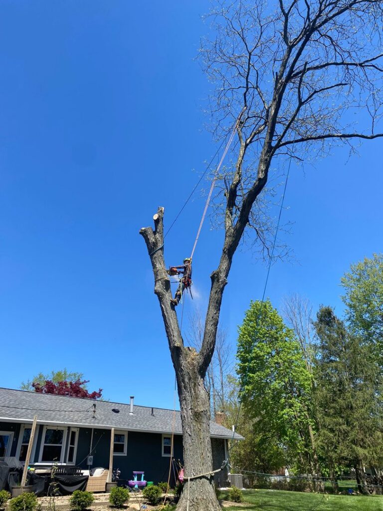 An arborist safely climbing and trimming branches from a tall tree, showcasing expert tree service by ES Tree Services Llc in Columbus, OH