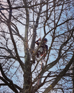 An arborist climbing a tree with ropes and harness to trim branches for High Definition Tree Service LLC in Crown Point, IN.