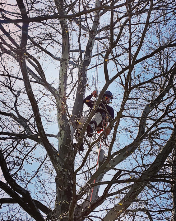 An arborist climbing a tree with ropes and harness to trim branches for High Definition Tree Service LLC in Crown Point, IN.