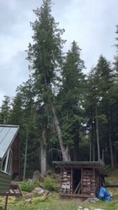 An arborist climbing a tall tree and trimming branches near a residential structure for Timberscape Industries LLC in Ketchikan, AK.