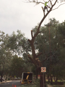 An arborist climbing a large tree for trimming and removal services by Creative Tree Care, LLC in Phoenix, AZ.