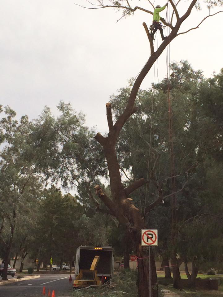 An arborist climbing a large tree for trimming and removal services by Creative Tree Care, LLC in Phoenix, AZ.