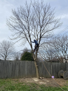 An arborist from Danny's Tree Service climbing a tall tree for trimming in Kansas City, KS.