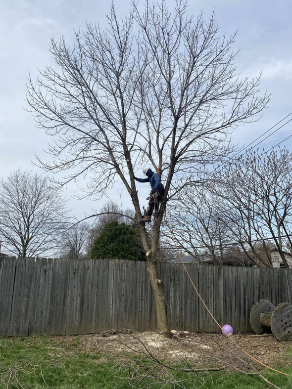 An arborist from Danny's Tree Service climbing a tall tree for trimming in Kansas City, KS.