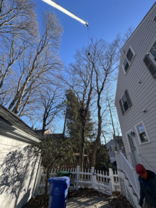 An arborist in climbing gear performing tree trimming services for Edgar&son's landscaping in Boston, MA