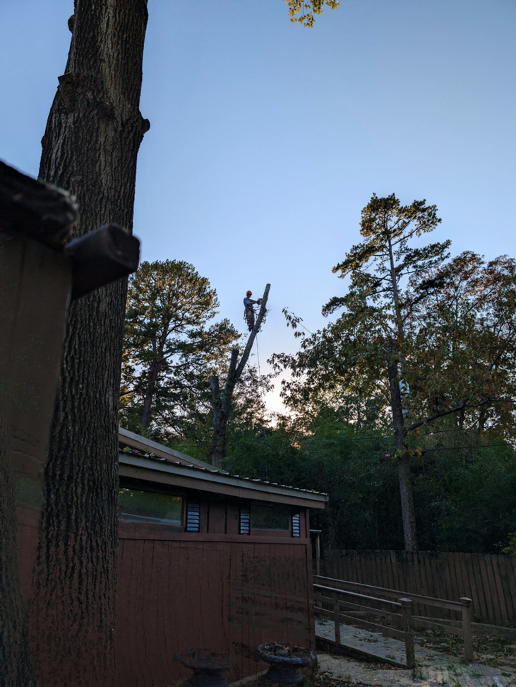 An arborist climbing a tall tree to perform trimming services for Hughes Tree and Landscaping in Poolesville, MD.