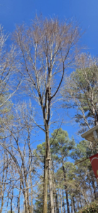 An arborist climbing a tall tree with ropes for trimming or removal by J & K Tree Service in Robbins, NC.