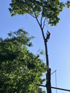 An arborist safely climbing and trimming a tall tree using ropes for K.O. Tree Service in Charlotte, NC.