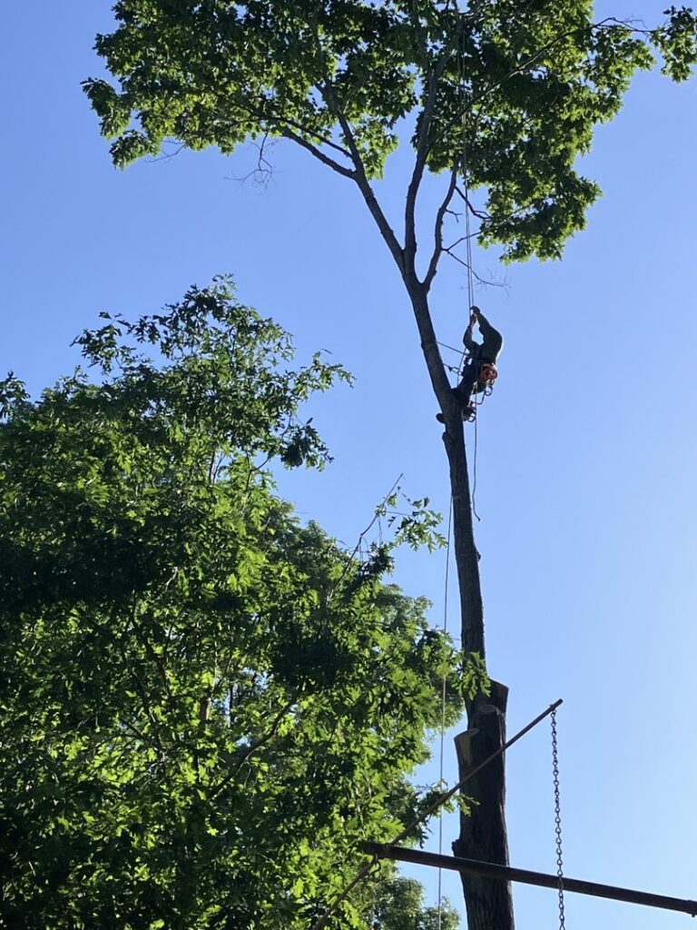 An arborist safely climbing and trimming a tall tree using ropes for K.O. Tree Service in Charlotte, NC.