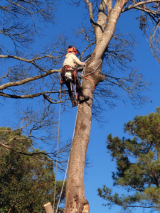 An arborist in a harness climbing a tall tree for trimming services by Lambert's Tree Service in Fayetteville, NC.