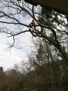 An arborist safely climbing and trimming branches in a tall tree, showcasing services by Log and Leaf Tree Service in Hoover, AL.