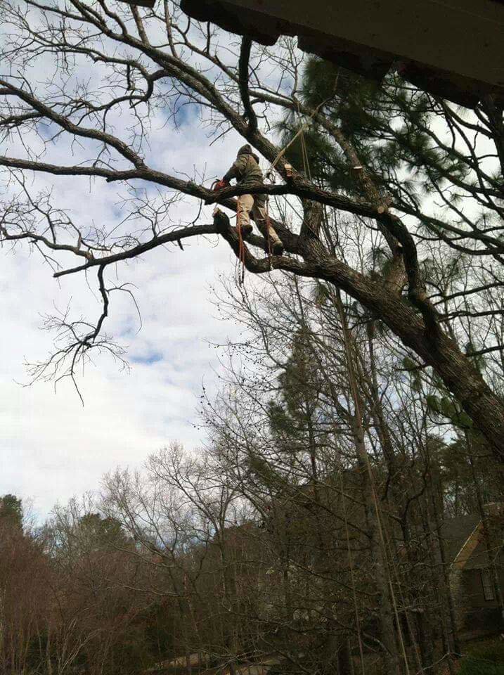 An arborist safely climbing and trimming branches in a tall tree, showcasing services by Log and Leaf Tree Service in Hoover, AL.