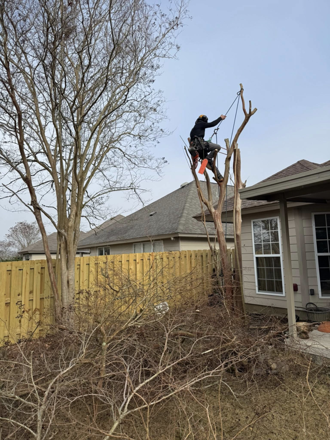 An arborist safely climbing and trimming a tree using ropes and harness for Patriot Stump & Land in Montgomery, AL.