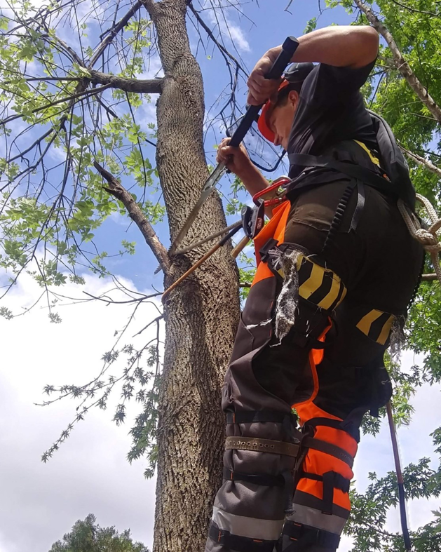 An arborist in safety gear climbing a tree to perform trimming services for Precision Arbor in Oklahoma City, OK.