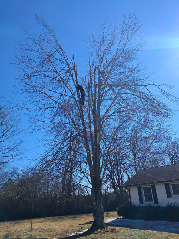 An arborist climbing a tall tree to perform professional tree trimming services for Tim's Tree Service & Landscaping in Milan, TN.